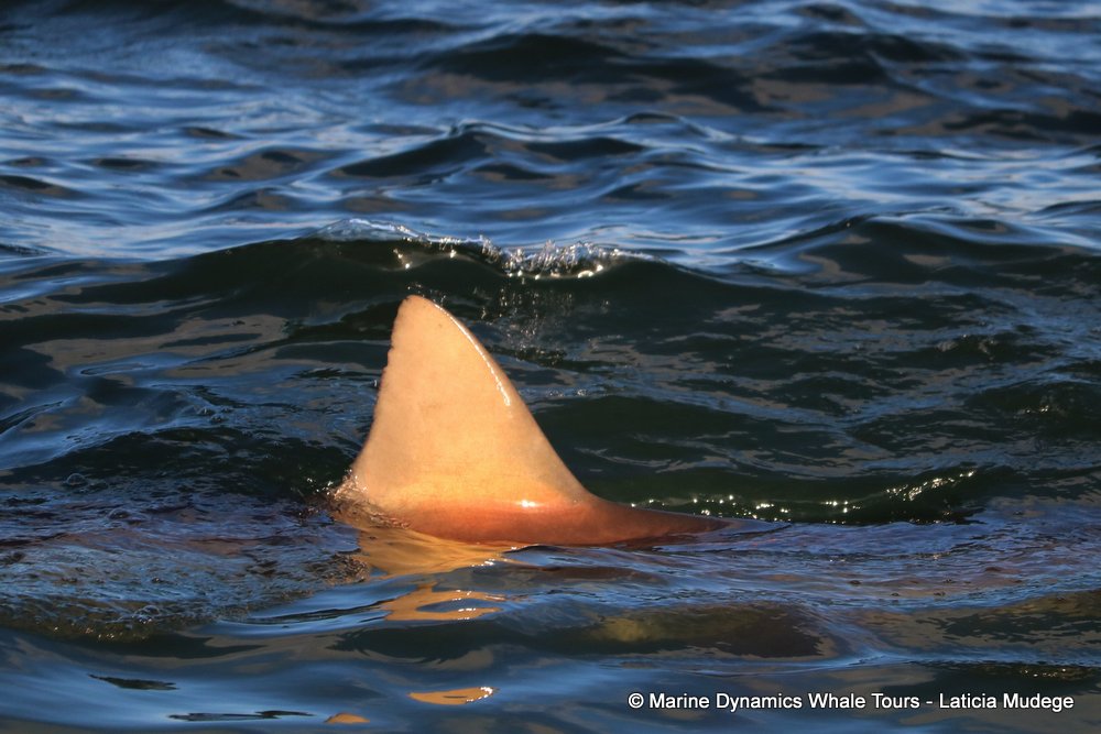bronze whaler shark, whale watching, gansbaai, south africa,