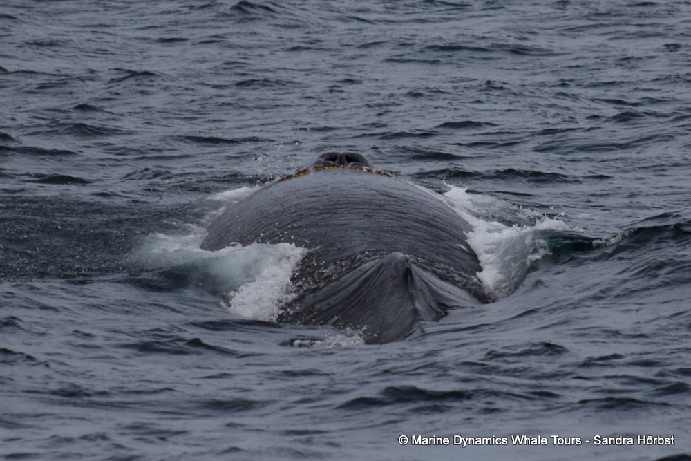 humpback whale, whale watching, gansbaai, south africa