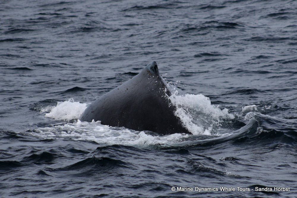 humpback whale, whale watching, gansbaai, south africa