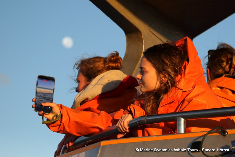whale watching, gansbaai, south africa