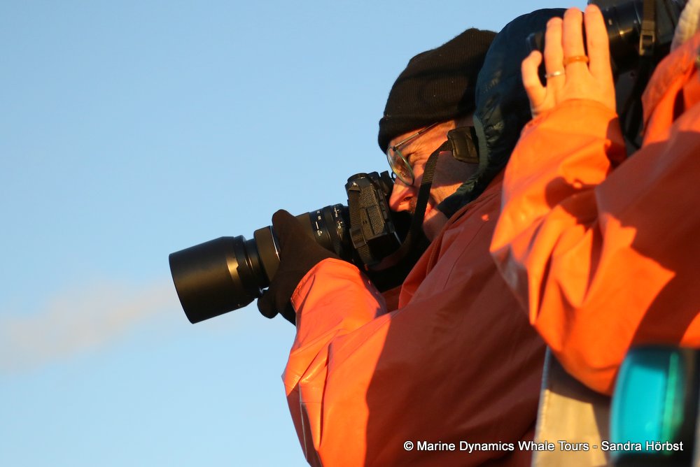 whale watching, gansbaai, south africa