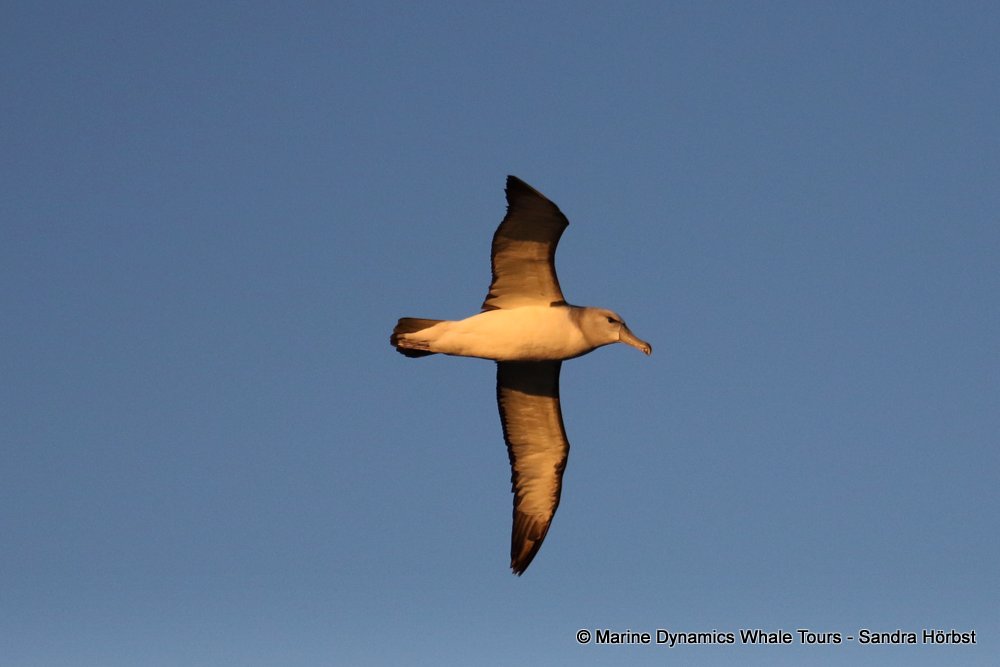shy albatross, whale watching, gansbaai, south africa