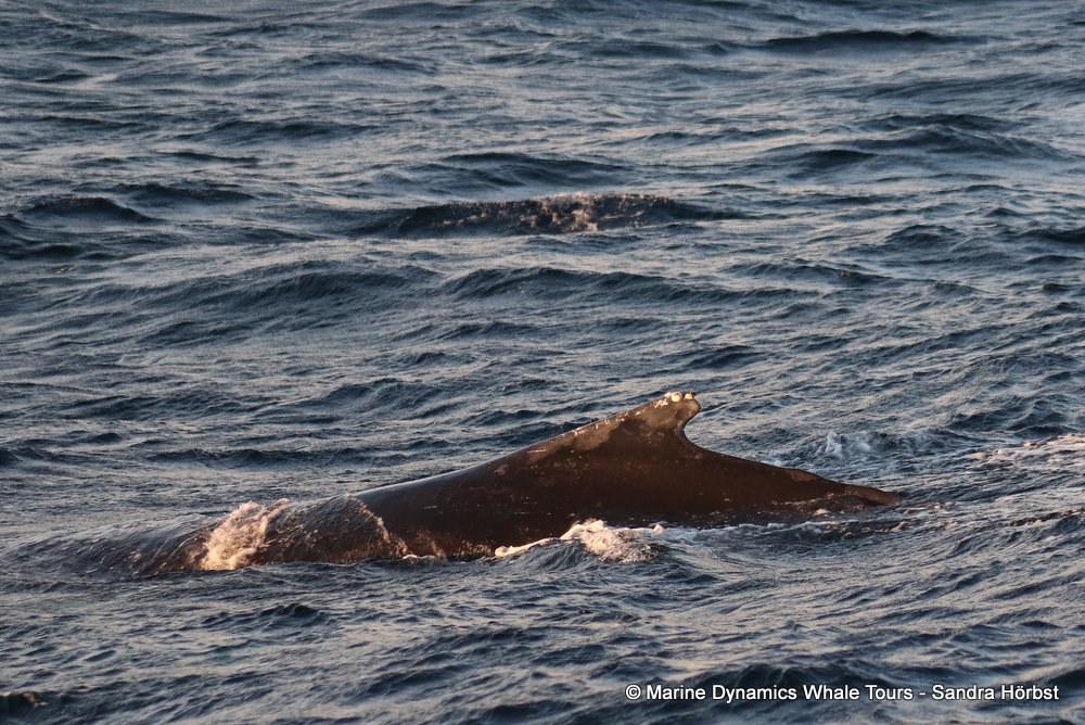 humpback whale, whale watching, gansbaai, south africa