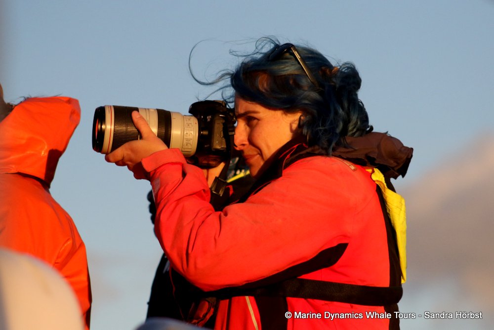whale watching, gansbaai, south africa