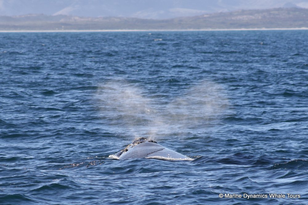 Southern right whale, whale watching, gansbaai, south africa,