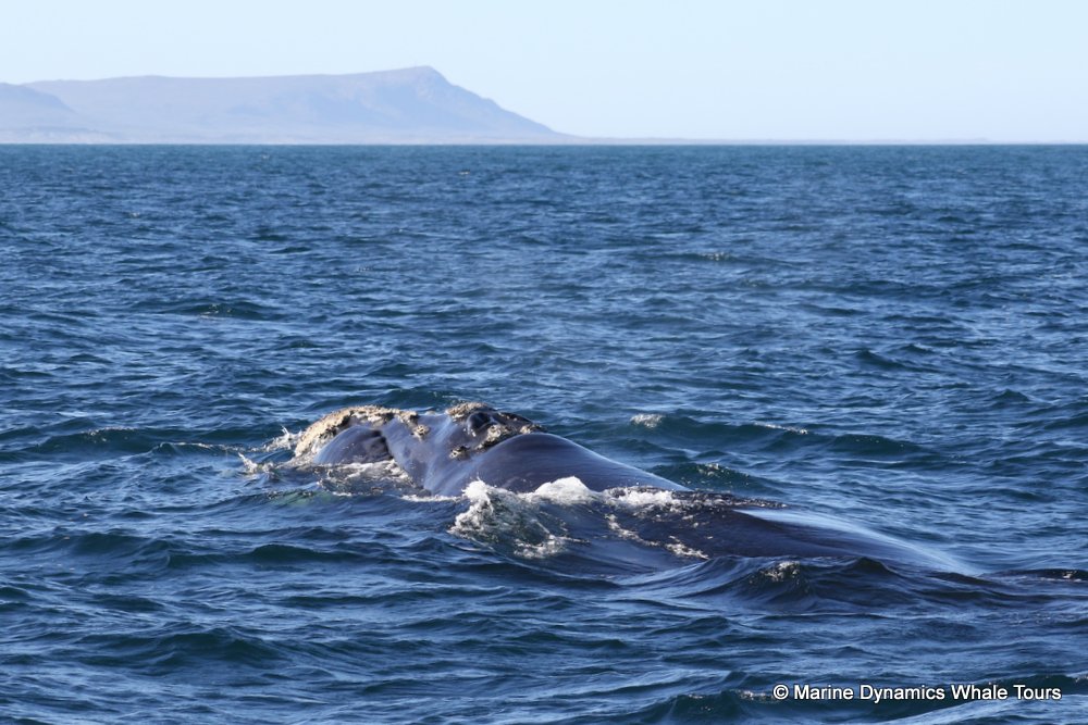 Southern right whale, whale watching, gansbaai, south africa,