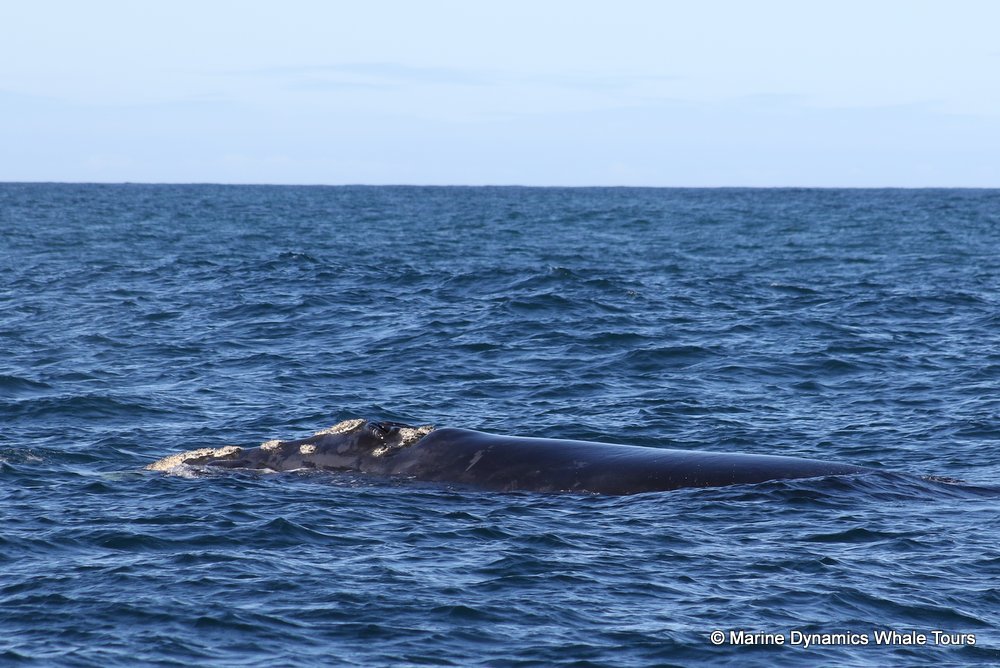 Southern right whale, whale watching, gansbaai, south africa,