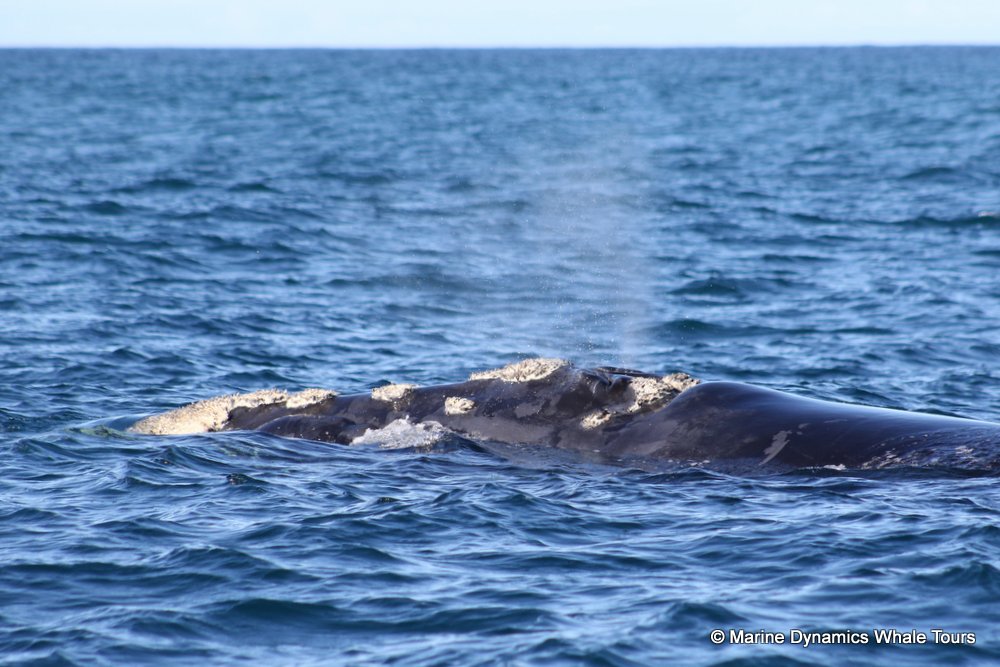 Southern right whale, whale watching, gansbaai, south africa,