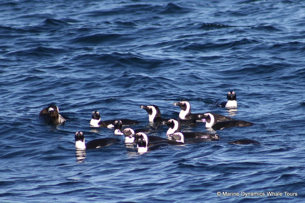 penguins, whale watching, gansbaai, south africa,