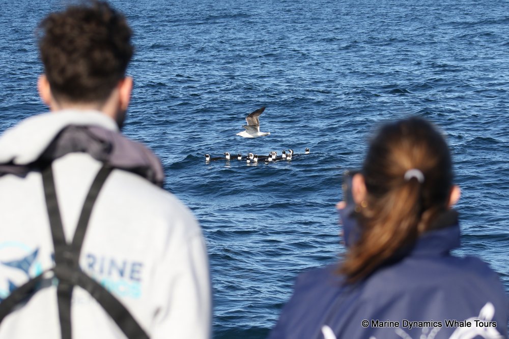 penguins, whale watching, gansbaai, south africa,