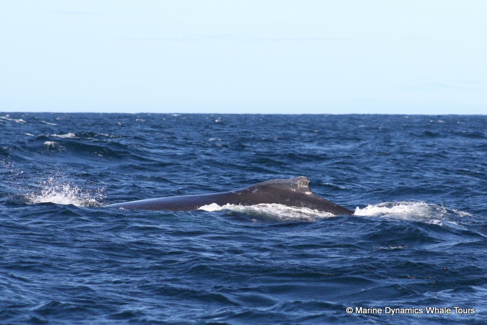 humpback whale, whale watching, gansbaai, south africa