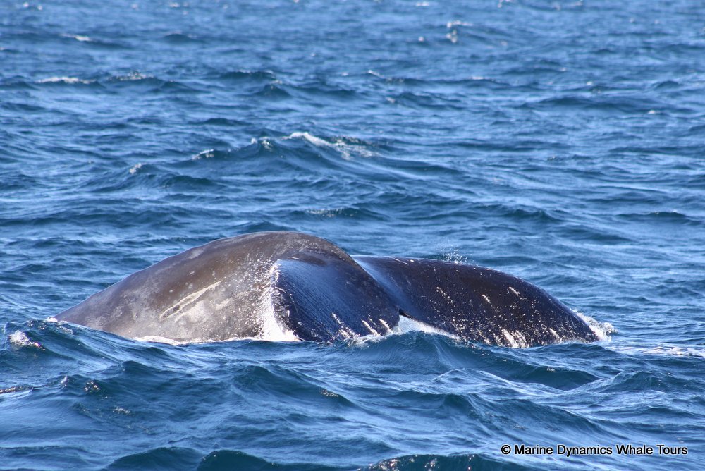 humpback whale, whale watching, gansbaai, south africa