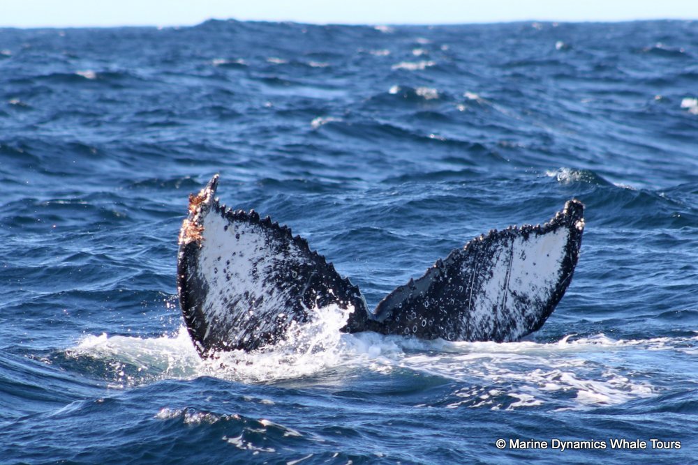 humpback whale, whale watching, gansbaai, south africa