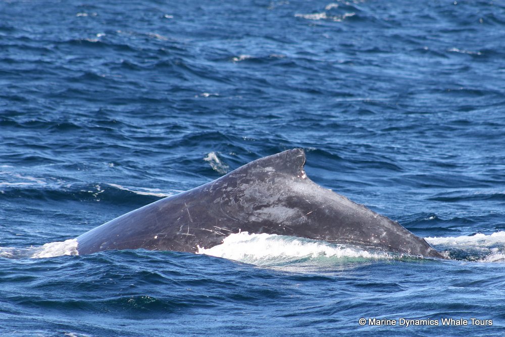 humpback whale, whale watching, gansbaai, south africa