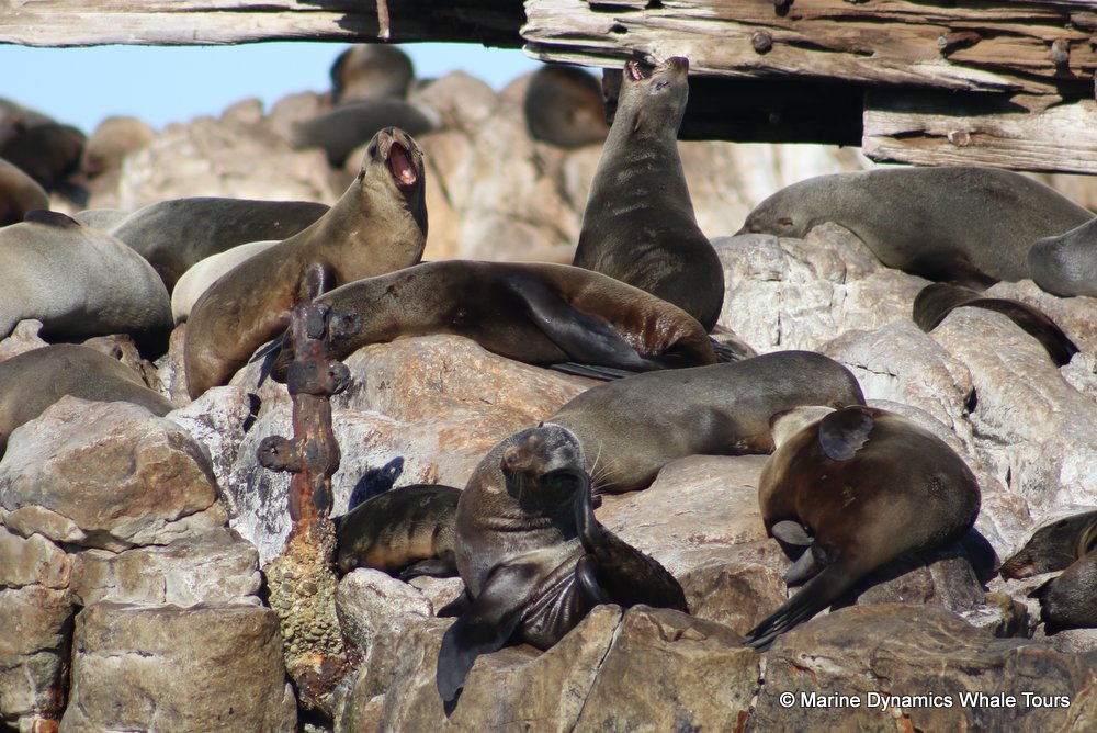 cape fur seal, whale watching, gansbaai, south africa