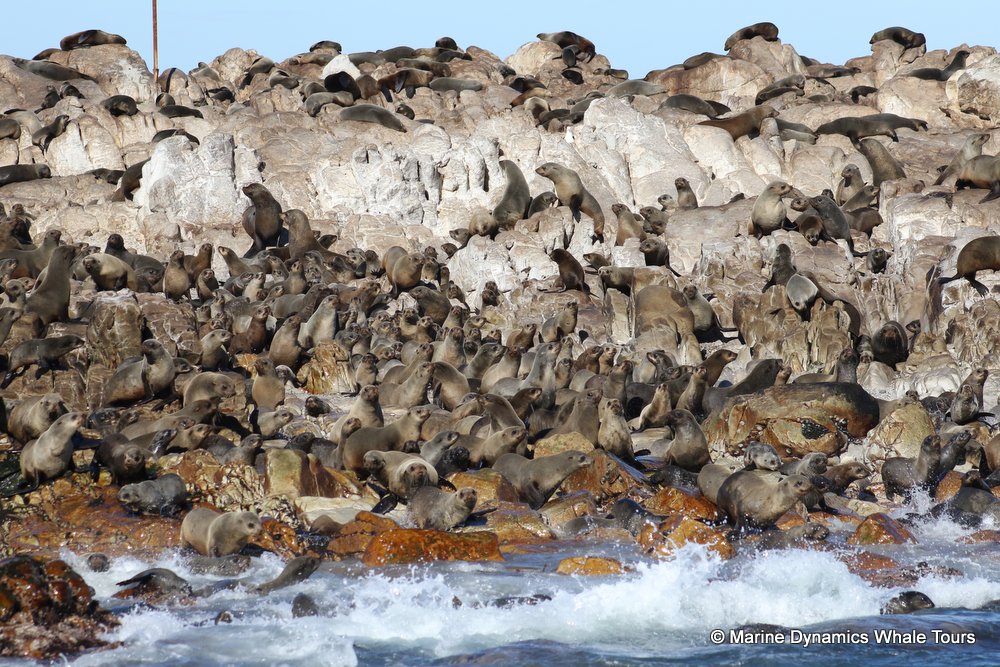 cape fur seal, whale watching, gansbaai, south africa