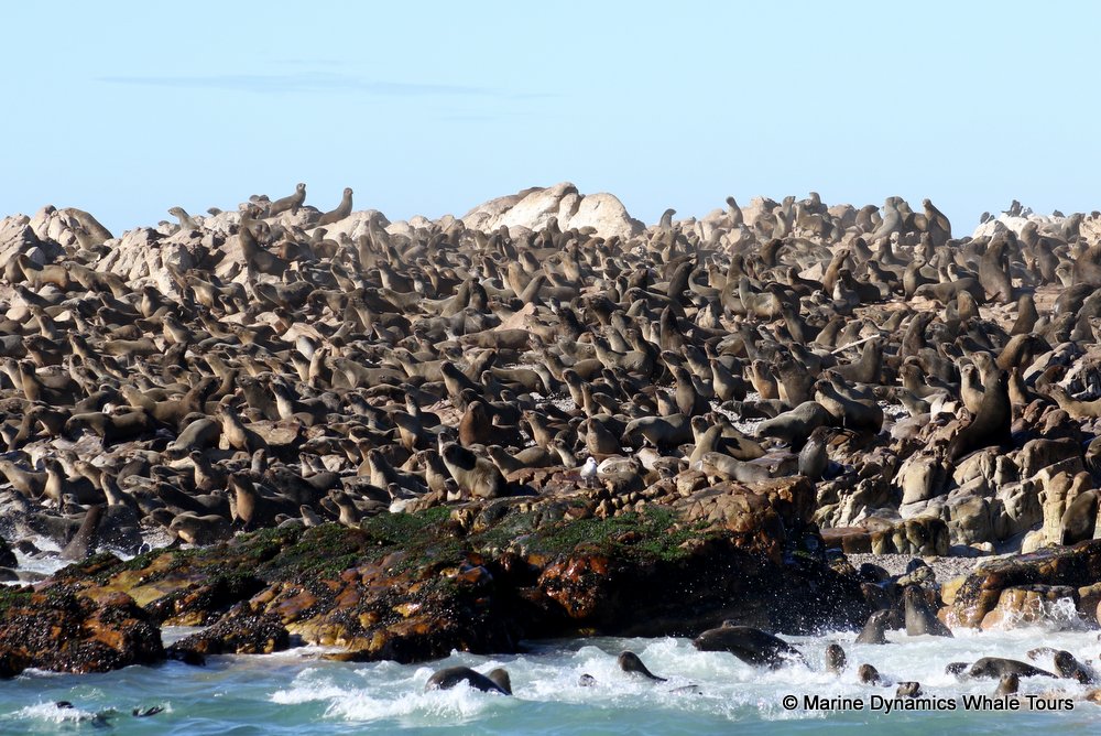 cape fur seal, whale watching, gansbaai, south africa