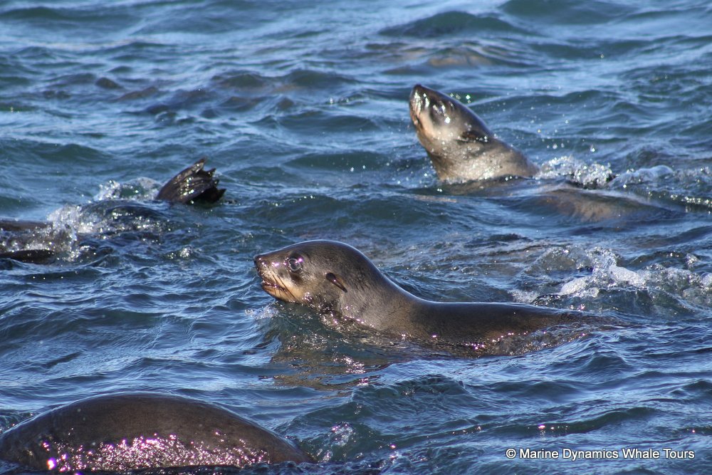cape fur seal, whale watching, gansbaai, south africa