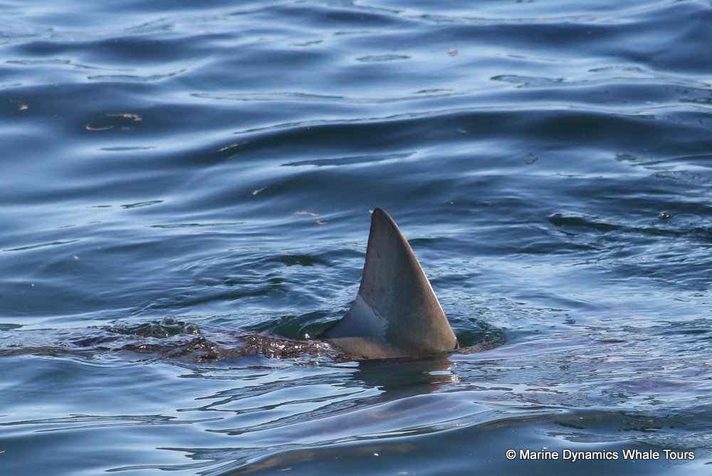 bronze whaler shark, whale watching, gansbaai, south africa,