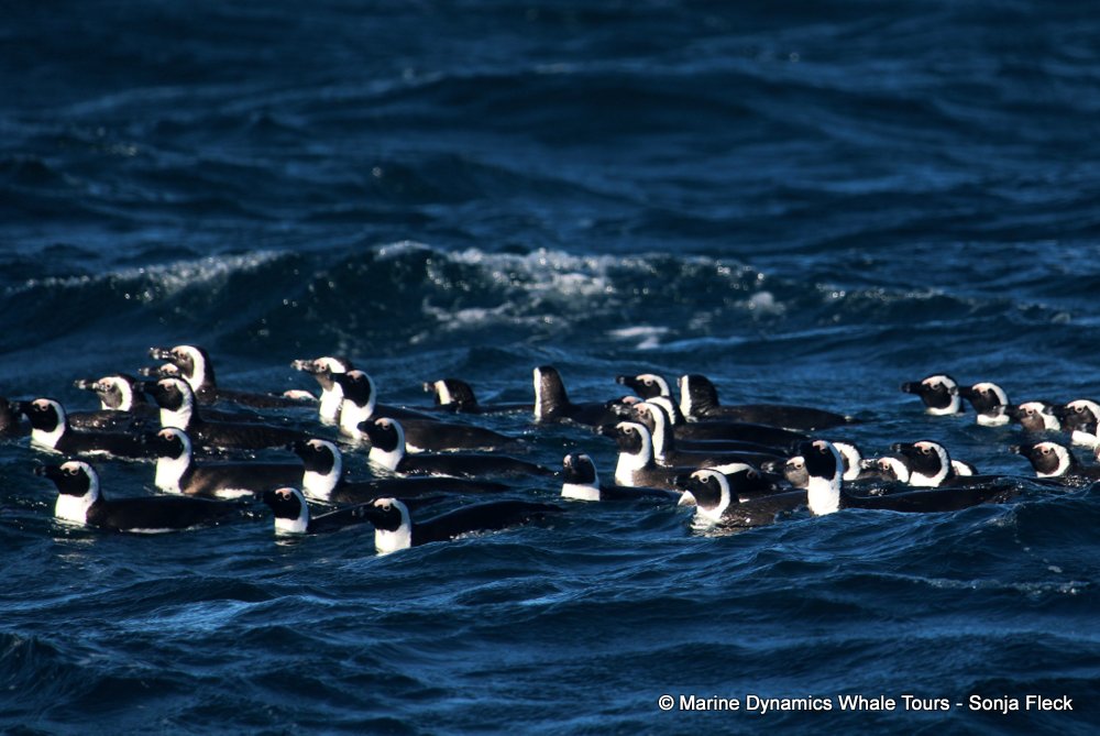 african penguin, whale watching, gansbaai, south africa
