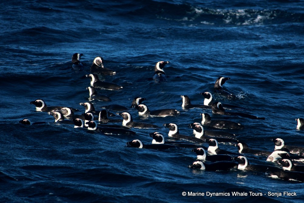 african penguin, whale watching, gansbaai, south africa