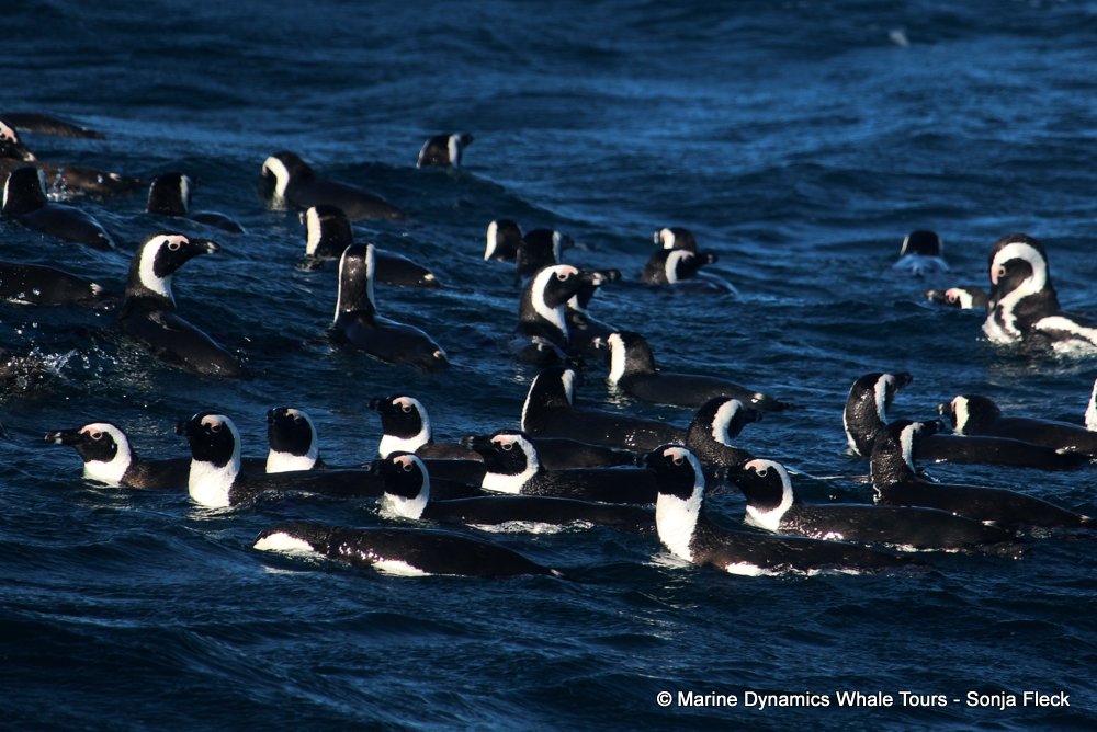 african penguin, whale watching, gansbaai, south africa