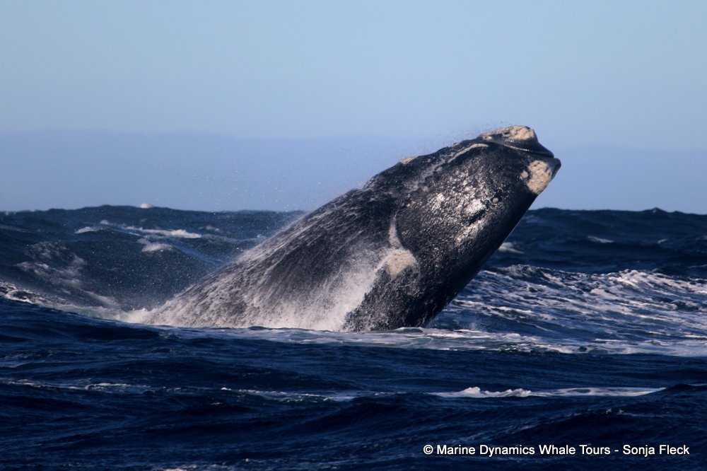 Southern right whale, whale watching, gansbaai, south africa,