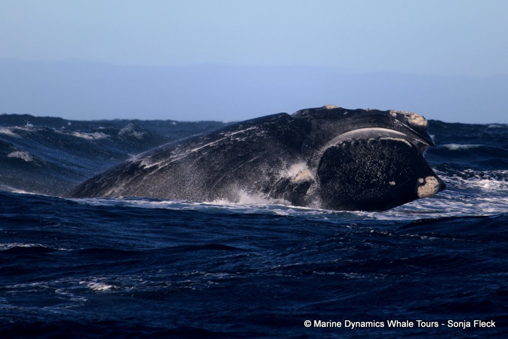 Marine Big 5 Daily Blog 04 June