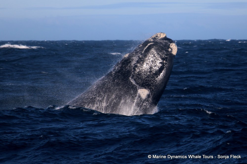 Southern right whale, whale watching, gansbaai, south africa,