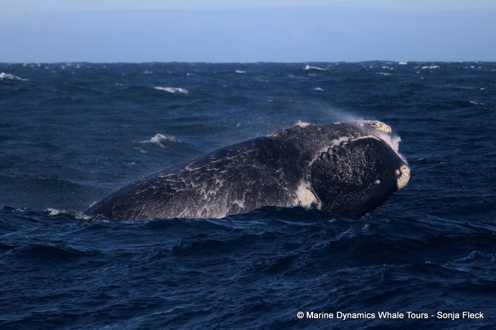 Southern right whale, whale watching, gansbaai, south africa,