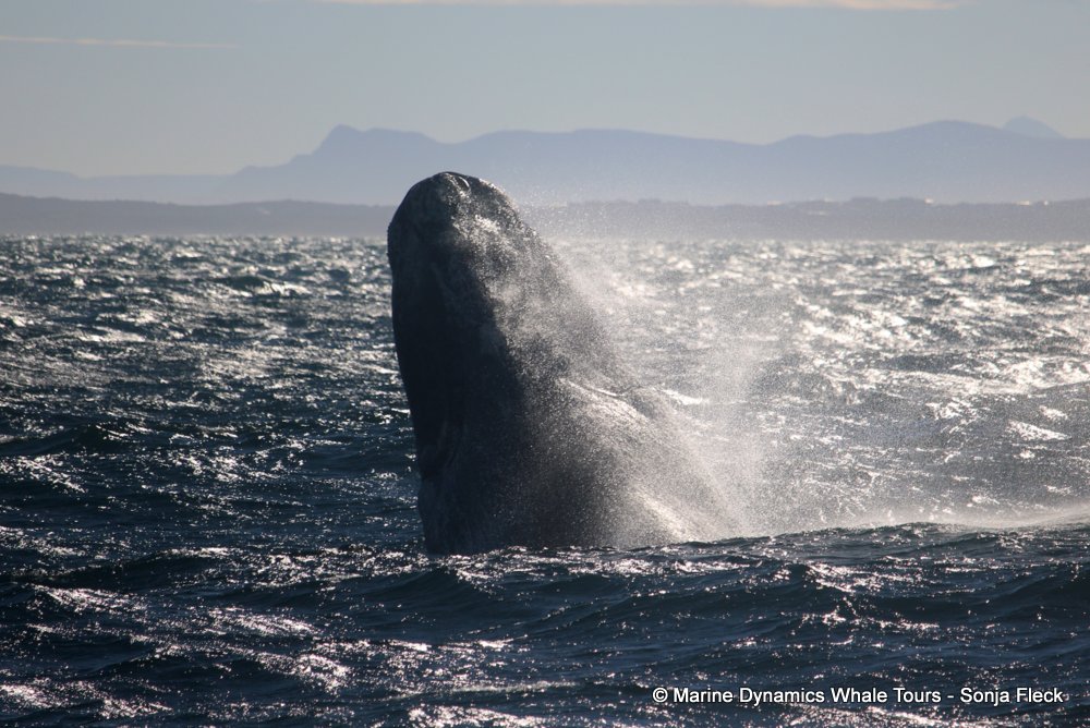 Southern right whale, whale watching, gansbaai, south africa,