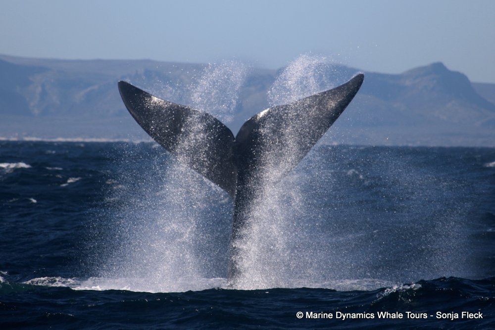 Southern right whale, whale watching, gansbaai, south africa,