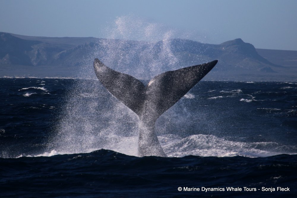 Southern right whale, whale watching, gansbaai, south africa,