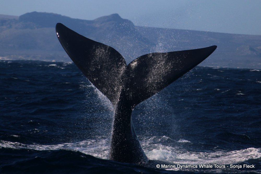 Southern right whale, whale watching, gansbaai, south africa,