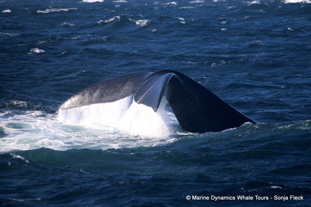 Southern right whale, whale watching, gansbaai, south africa,