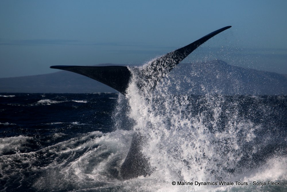 Southern right whale, whale watching, gansbaai, south africa,