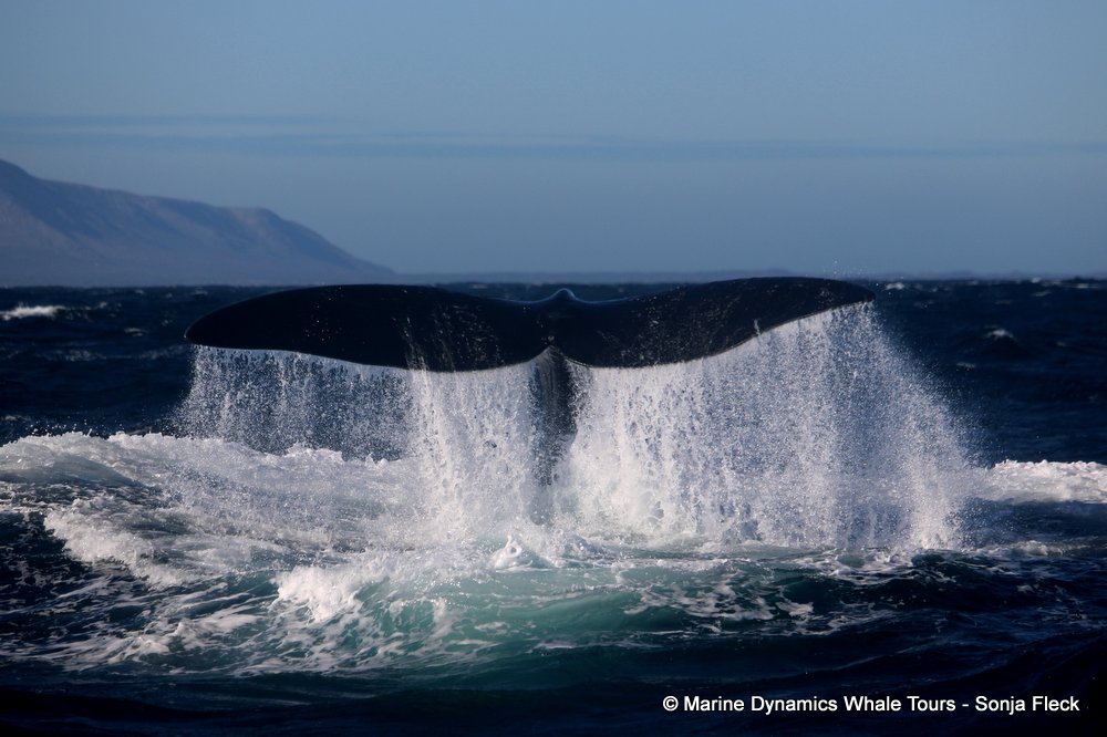 Southern right whale, whale watching, gansbaai, south africa,