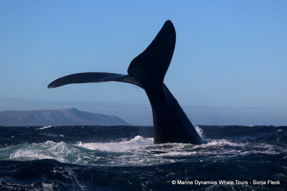 Southern right whale, whale watching, gansbaai, south africa,