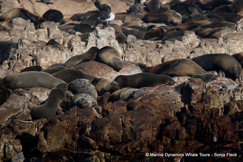 cape fur seal, whale watching, gansbaai, south africa