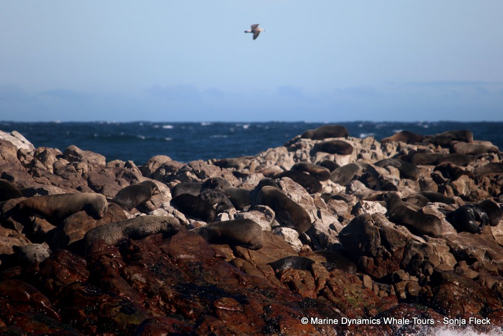 cape fur seal, whale watching, gansbaai, south africa