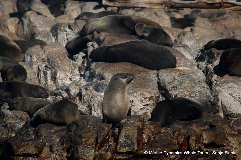 cape fur seal, whale watching, gansbaai, south africa