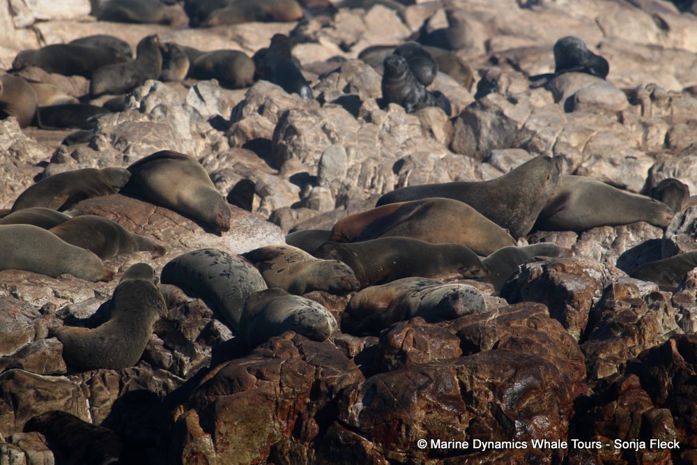 cape fur seal, whale watching, gansbaai, south africa