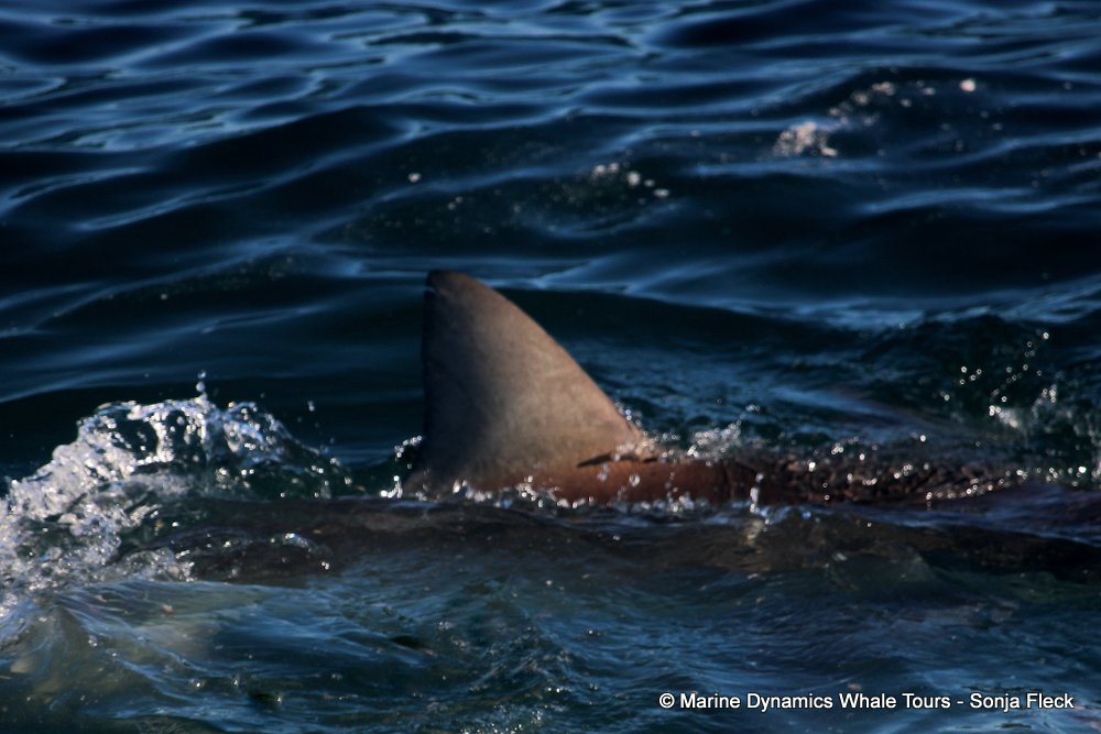 bronze whaler shark, whale watching, gansbaai, south africa,
