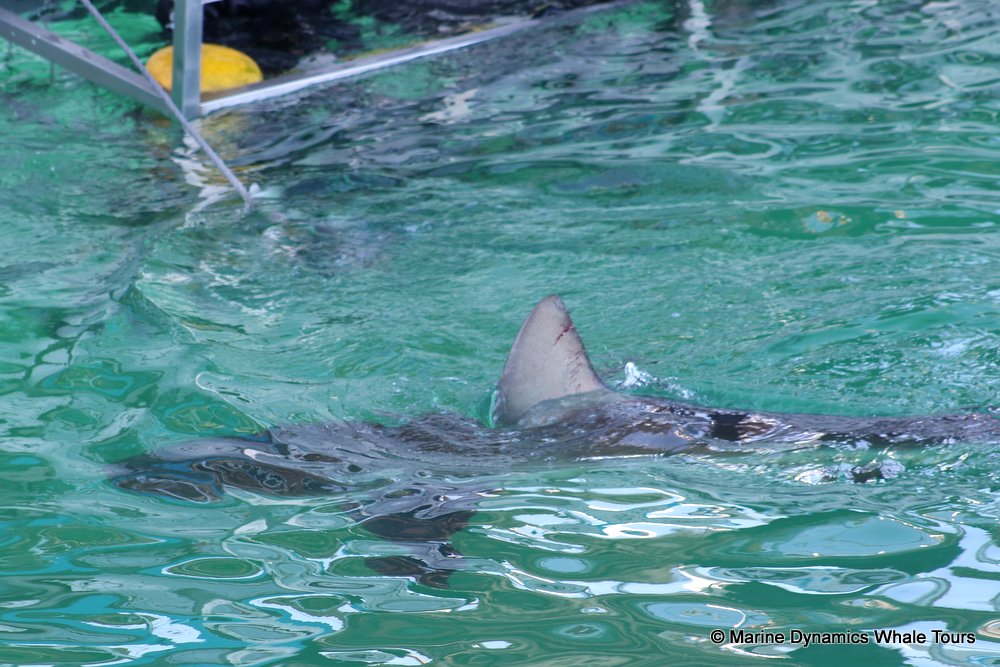 shark dorsal fin, whale watching, gansbaai, south africa,