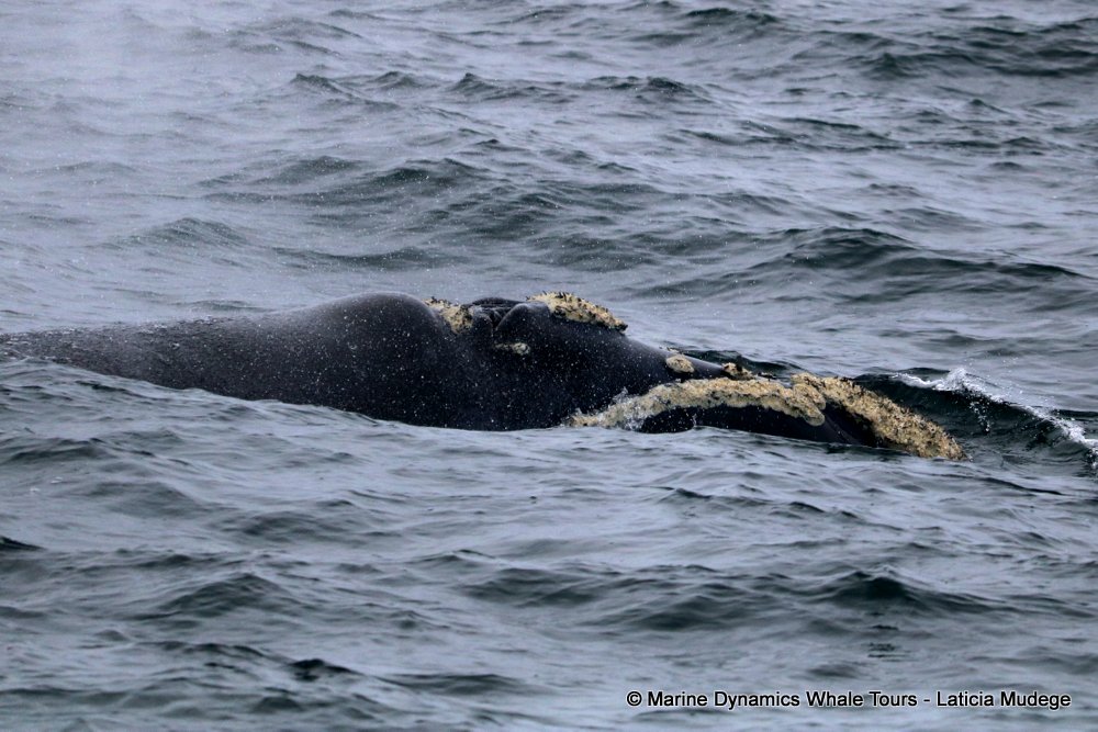 Marine Big 5 Daily Blog 09 July