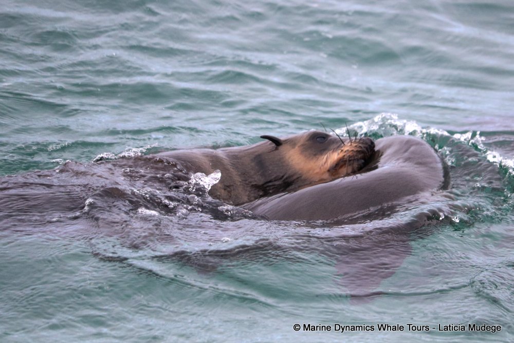 cape fur seal, whale watching, gansbaai, south africa