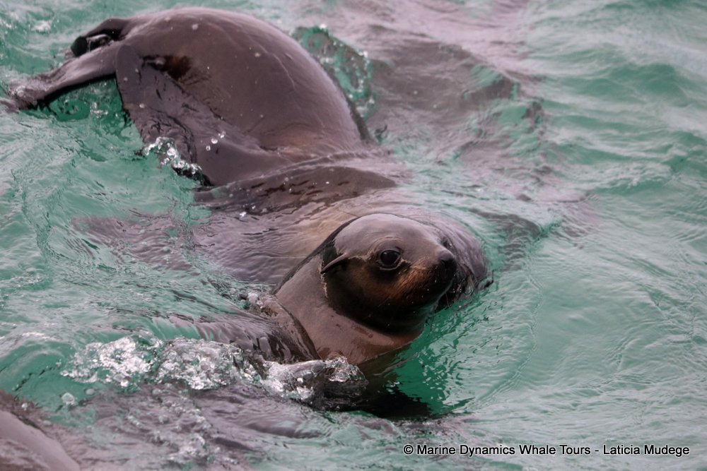 cape fur seal, whale watching, gansbaai, south africa