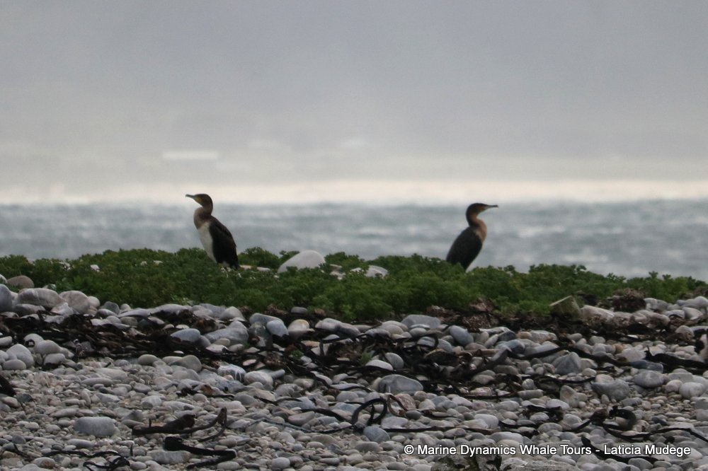 dyer island, whale watching, gansbaai, south africa,