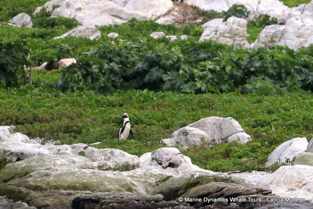 african penguin, whale watching, gansbaai, south africa