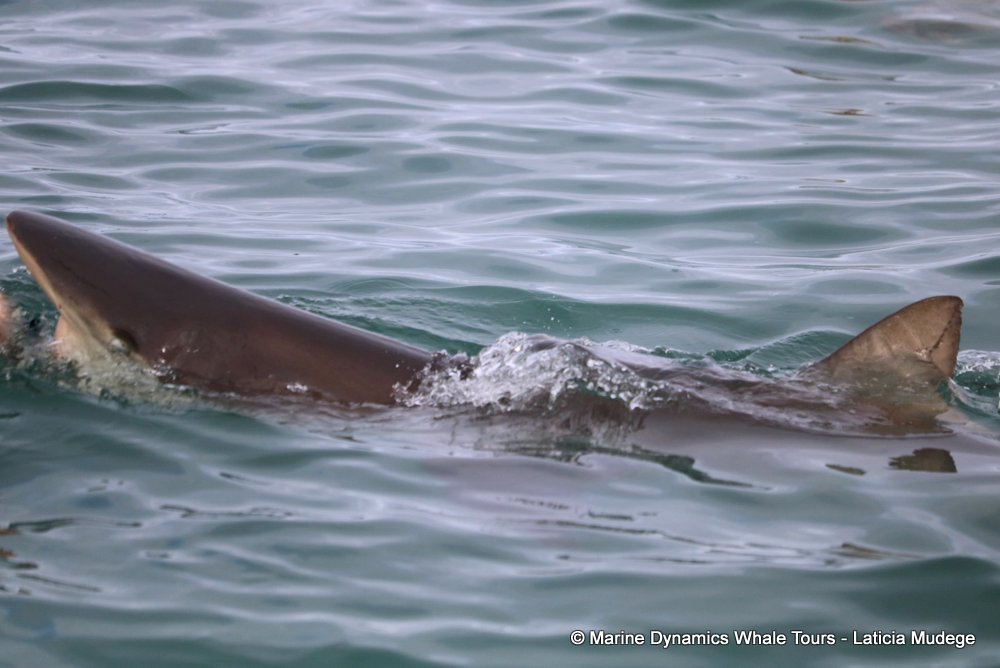 bronze whaler shark, whale watching, gansbaai, south africa,